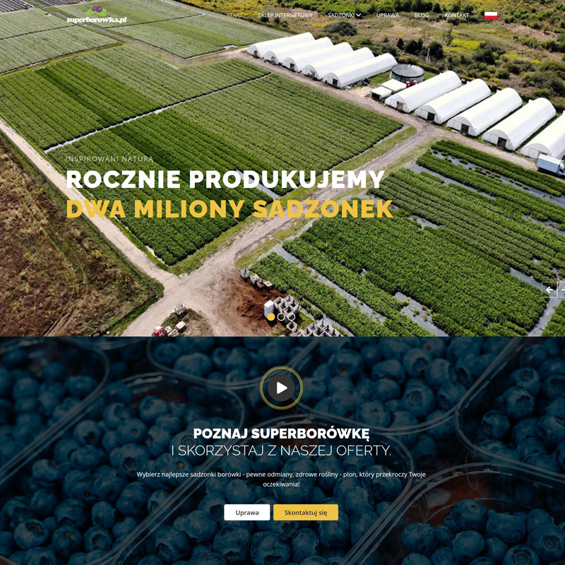 Strona internetowa Superborówka - szkółka borówki amerykańskiej